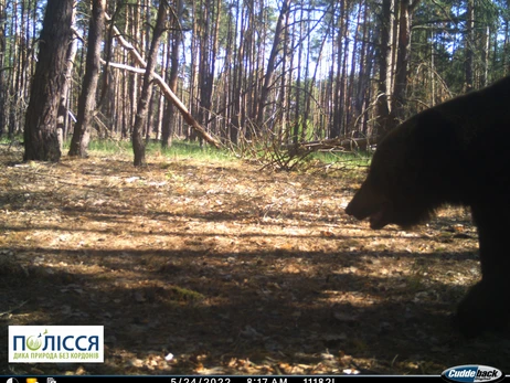 В Чернобыльской зоне опять зафиксировали появление бурого медведя