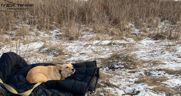 У Київській області пес не дочекався господаря, який вийшов на нестійку кригу