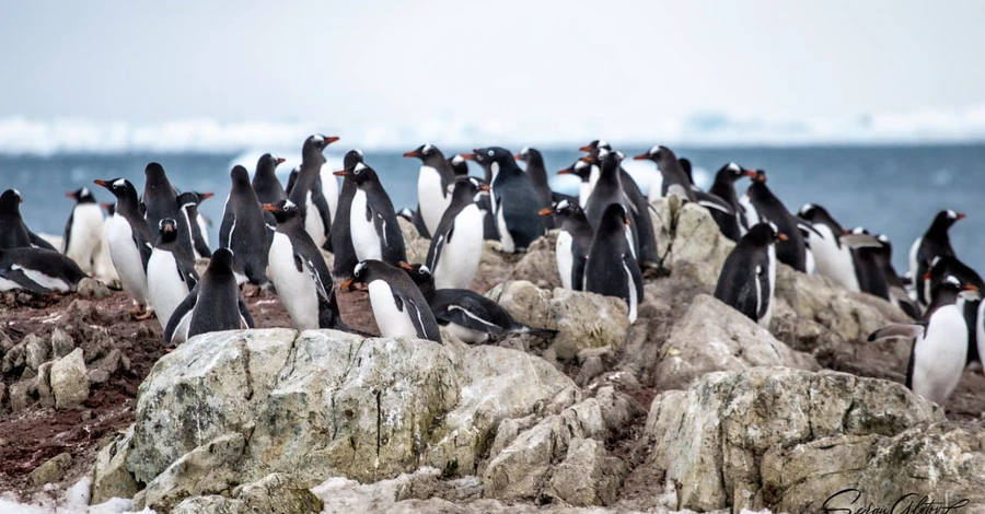 Количество пингвинов возле 