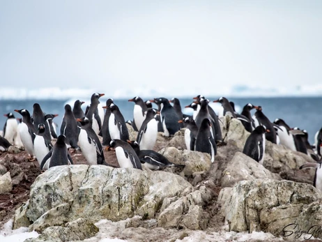 Кількість пінгвінів біля 