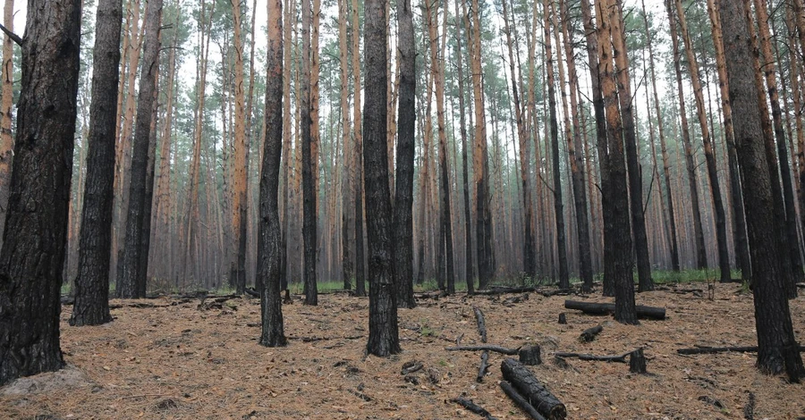 Выжженная земля: какие животные и растения исчезнут из-за войны в Украине