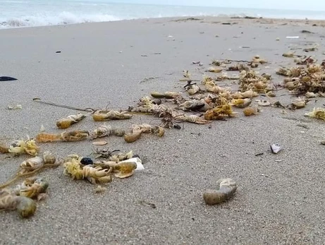 В Одесской области на побережье выбросило тысячи краснокнижных морских кротов