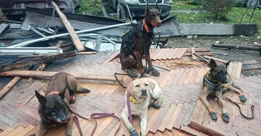Руководитель отряда «Антарес»: С 24 февраля наши собаки работают в режиме нон-стоп