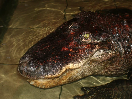 У Миколаївському зоопарку помер найстаріший в Україні крокодил