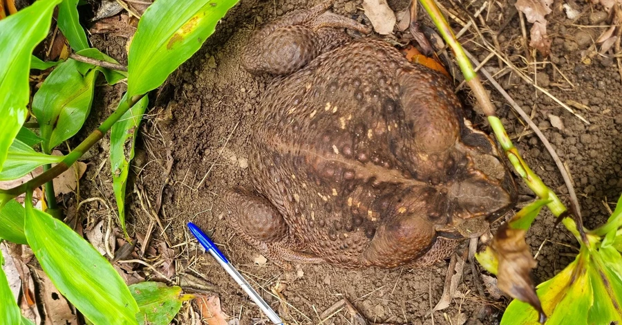 В Австралии обнаружили рекордно большую жабу весом 2,7 килограмма