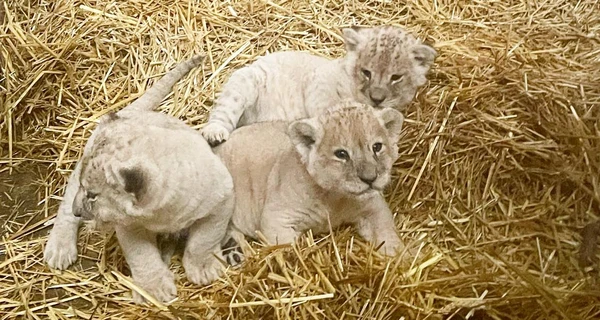 Зоозахисники показали левенят, що підросли, чию маму врятували з розплідника на Донеччині