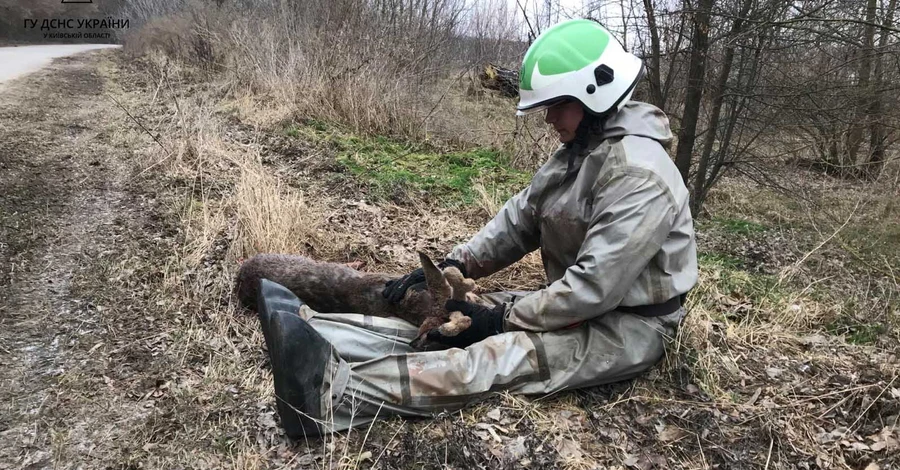 На Київщині рятувальники допомогли пораненому оленяті, яке провалилося під кригу