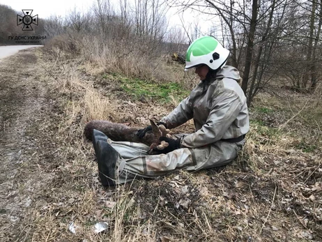 В Киевской области спасатели помогли раненому олененку, который провалился под лед