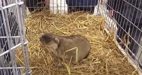 Львовские сурки обещают раннюю весну