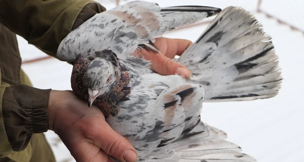 Украинские голубоводы: Кормили птиц между обстрелами, но все равно много погибло