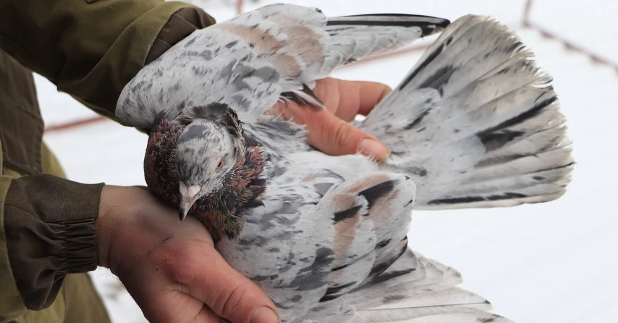Українські голубоводи: Годували птахів між обстрілами, та все одно багато загинуло