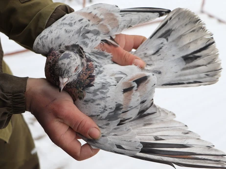 Украинские голубоводы: Кормили птиц между обстрелами, но все равно много погибло