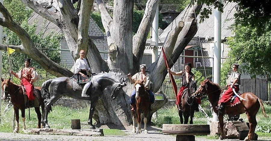 Хранители дерева: Запорожский дуб-патриарх жив – ему больше ничего не угрожает