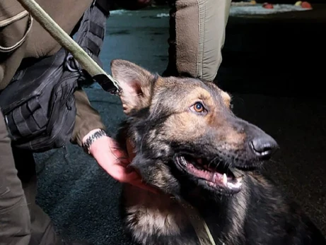 Поліцейський з Маріуполя зустрівся зі своїм собакою, з яким не бачився 9 місяців
