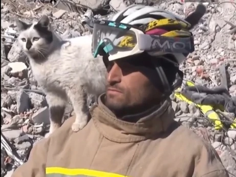 В Турции из-под завалов достали живым кота