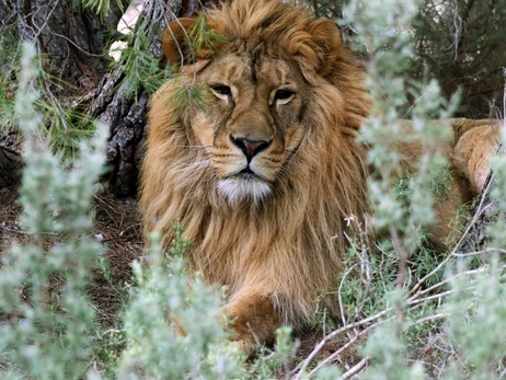 Львы, которых в прошлом году эвакуировали из Киева, обживаются в Испании