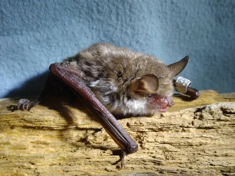 Ученые спасли более 500 летучих мышей с военного объекта