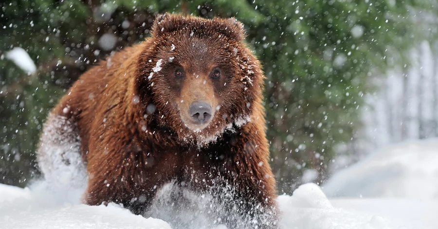 В парке Синевир из-за теплой зимы большинство медведей не впали в спячку