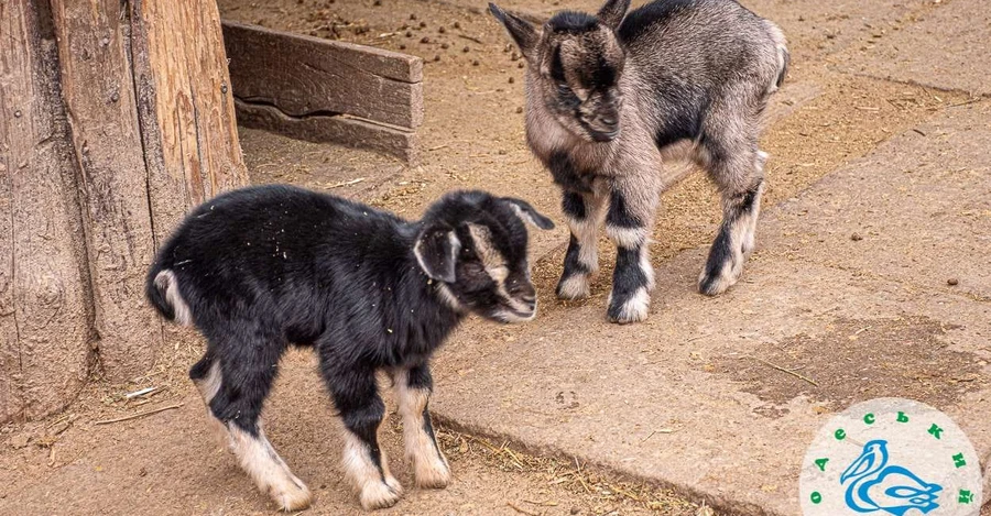 В Одесском зоопарке родились камерунские козлята и ягнята венгерской овцы