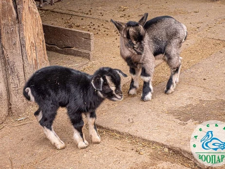 В Одеському зоопарку народилися камерунські козенята та ягнята угорської вівці
