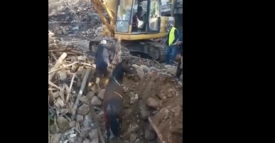 В Турции спустя три недели после землетрясения из-под завалов спасли коня