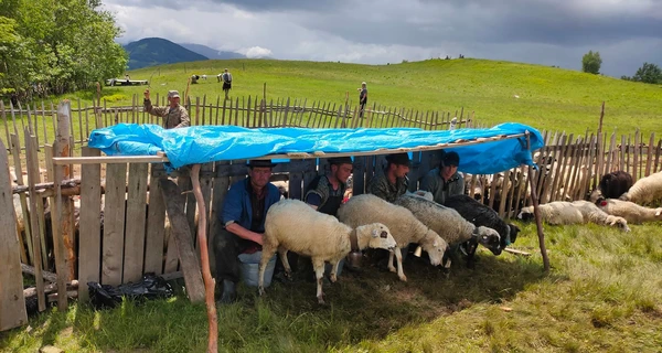 Гуцульські вівчарі: Справжня бринза – без запаху та присмаку, вас годують зіпсованою