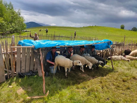 Гуцульские овцеводы: Настоящая брынза – без запаха и привкуса, вас кормят испорченной