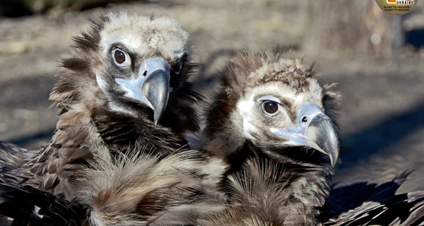 У Київському зоопарку сімейний бум: 19 нових пар, серед них врятовані від війни тварини