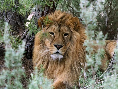 Історія врятованого з-під обстрілу лева Брецеля: перші кроки на волі в Іспанії