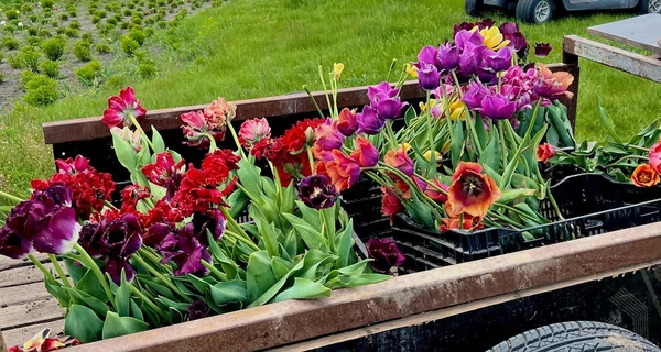 Відновлений «Добропарк»: готують поля квітів та виростили новий «переможний» тюльпан