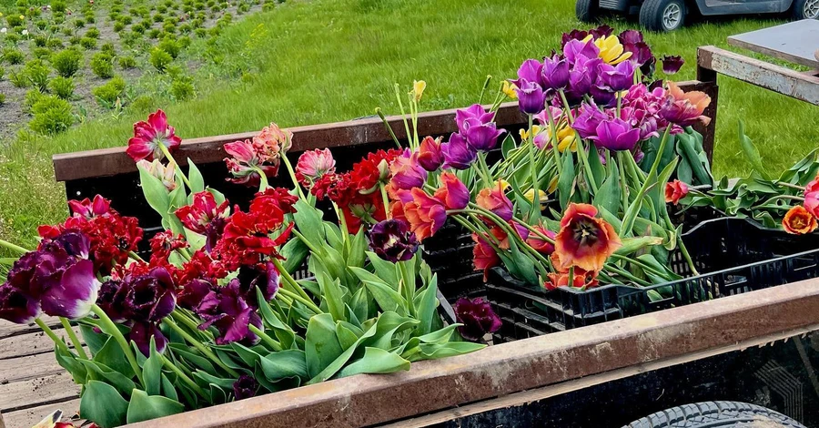 Відновлений «Добропарк»: готують поля квітів та виростили новий «переможний» тюльпан