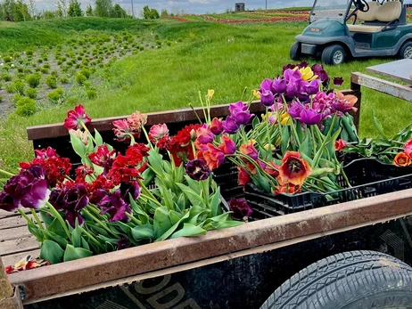 Восстановленный «Добропарк»: готовят поля цветов и вырастили новый «победный» тюльпан