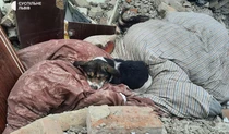 Собака лежит на развалинах уничтоженного дома во Львовской области