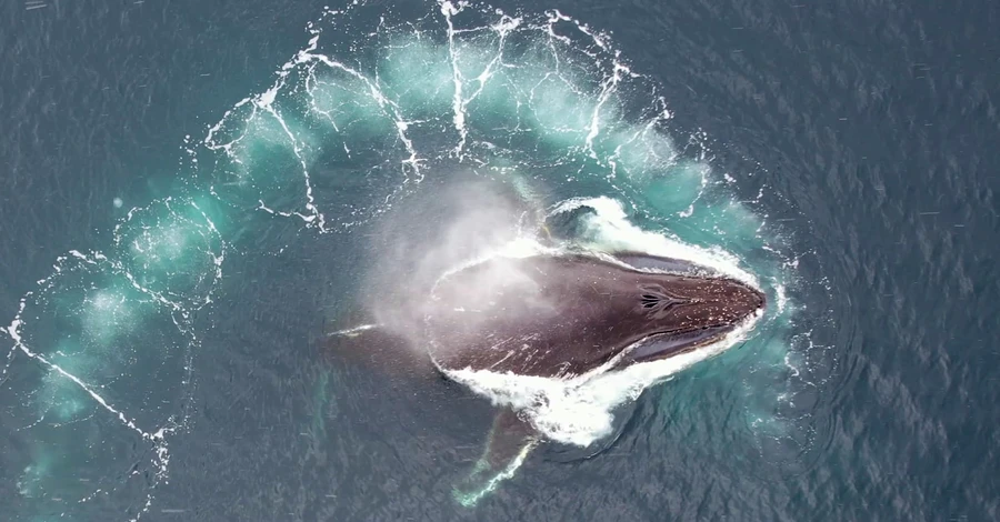 Українські вчені показали, як вивчають китів у Антарктиді за допомогою дронів