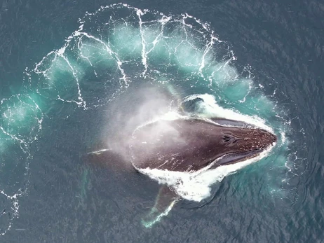 Украинские ученые показали, как изучают китов в Антарктиде с помощью дронов