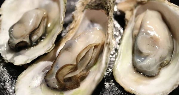 До України завезли устриці з небезпечним вірусом, який може спровокувати епідемії