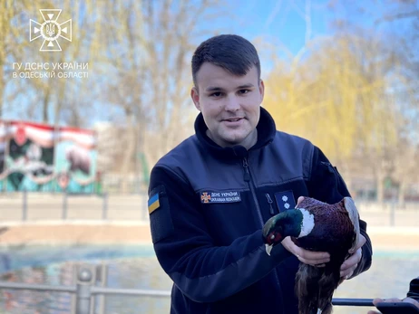 В Одессе спасли фазана, который спрятался под бампером автомобиля