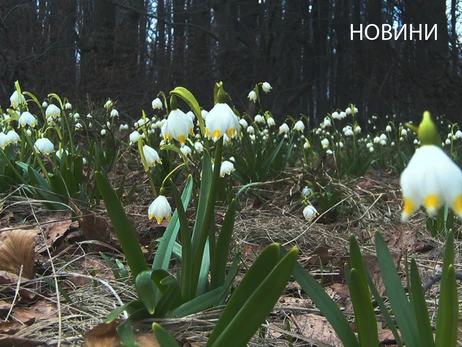 В Киеве началась метеорологическая весна