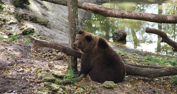 Медведей-переселенцев в парке хищников «Арден» лечат добротой и лесом