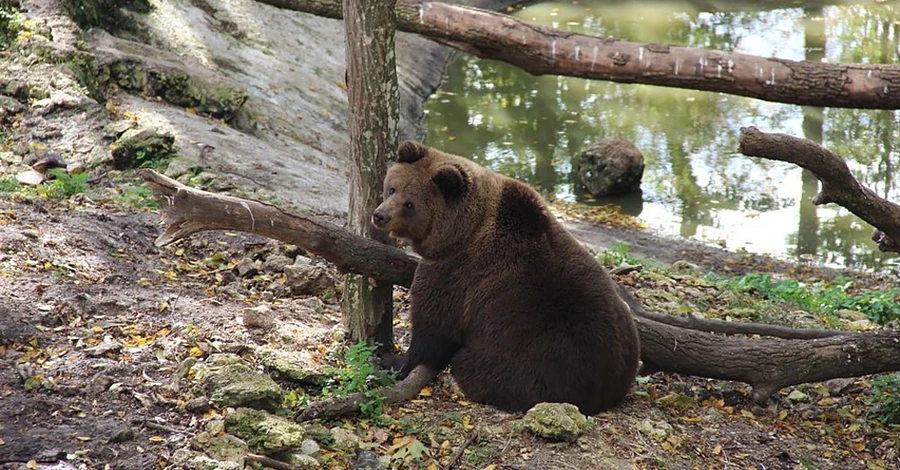 Ведмедів-переселенців у парку хижаків «Арден» лікують добротою та лісом