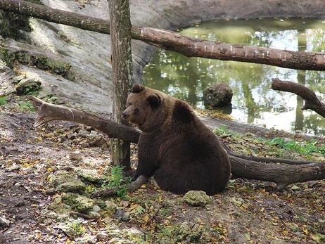 Медведей-переселенцев в парке хищников «Арден» лечат добротой и лесом