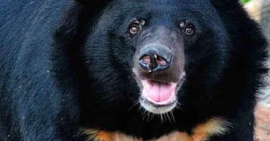 До Німеччини відправили двох гімалайських ведмедиць із зоопарку в Вінниці