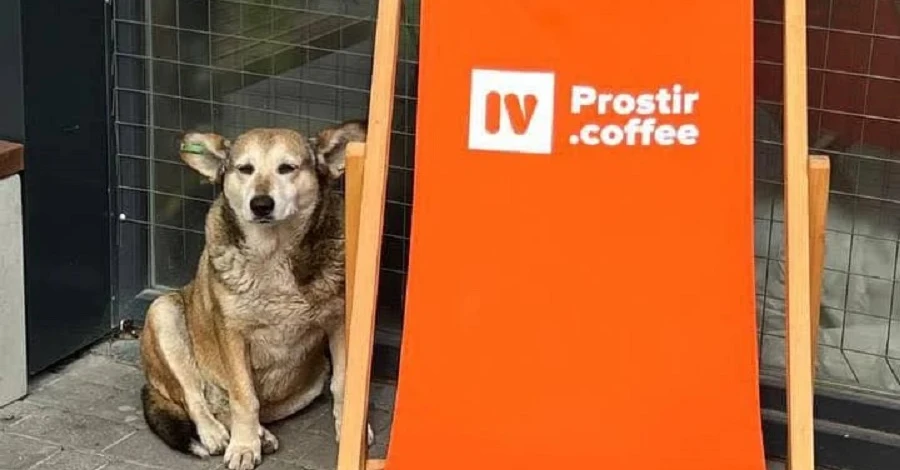 В Івано-Франківську водій іномарки переїхав собаку і втік, тварину врятувати не вдалося