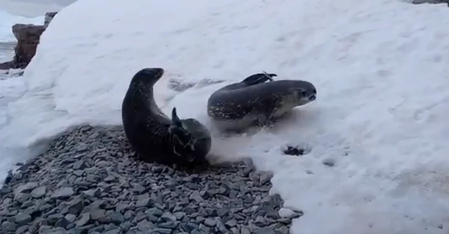 Українські полярники показали розваги антарктичних тюленів