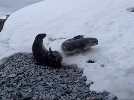 Украинские полярники показали развлечения антарктических тюленей