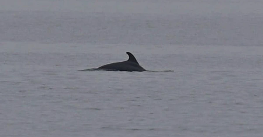 В Черное море заплыла первая стая дельфинов в этом году