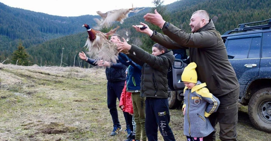 В леса на Буковине выпустили более семидесяти фазанов 