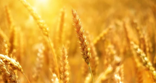 Польша введет ограничения на импорт зерна из Украины