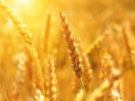 Польща запровадить обмеження на імпорт зерна з України