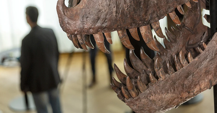 У Швейцарії вперше виставлять на аукціон скелет тиранозавра